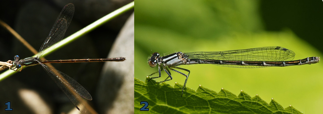 faq_libelluleoudemoiselle