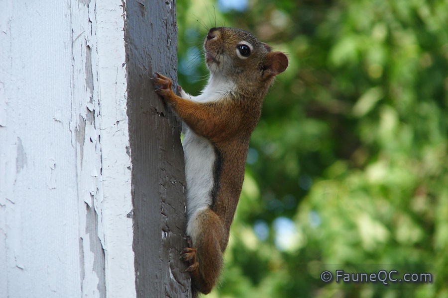 Écureuil roux
