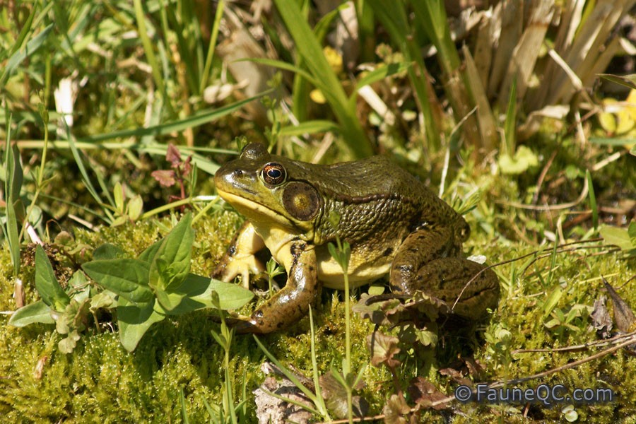 Grenouille verte