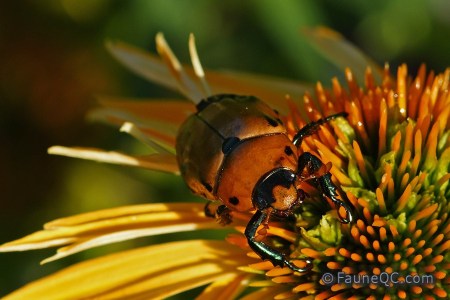 Scarabée ponctué de la vigne