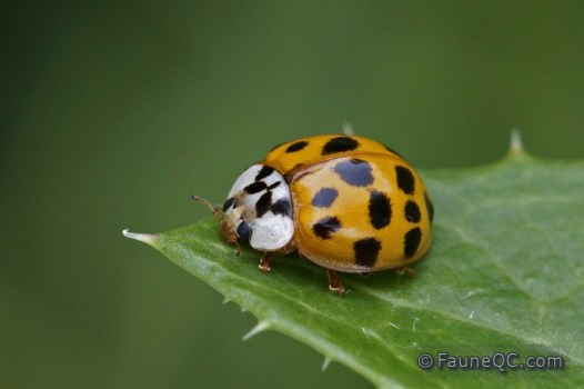 Coccinelle asiatique