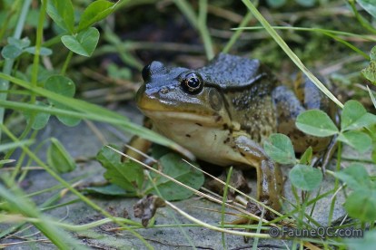 Grenouille verte