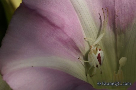 Araignée-crabe des fleurs