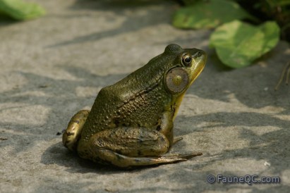Grenouille verte