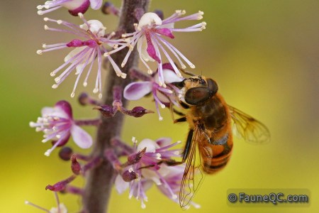 Syrphide