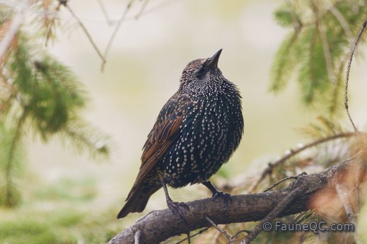 Étourneau sansonnet