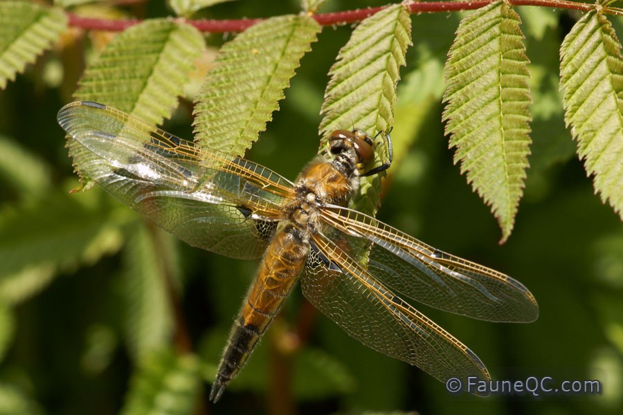Libellule à quatre taches