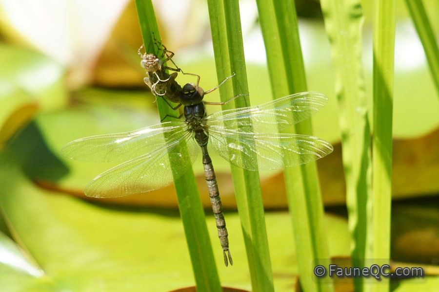 Libellule aschne