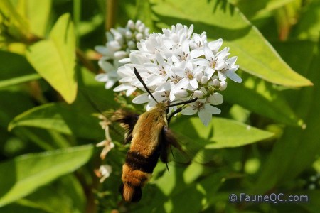 Papillon sphinx colibri