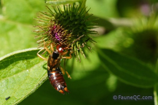 Forficule (perce-oreilles)