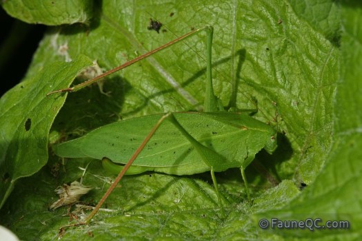 Sauterelle à ailes oblongues