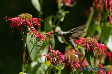 Colibri (oiseau mouche)