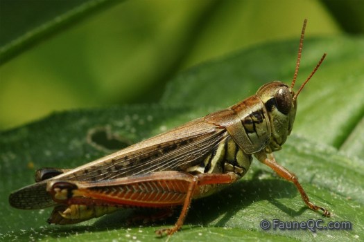 Criquet - Mélanople à pattes rouges