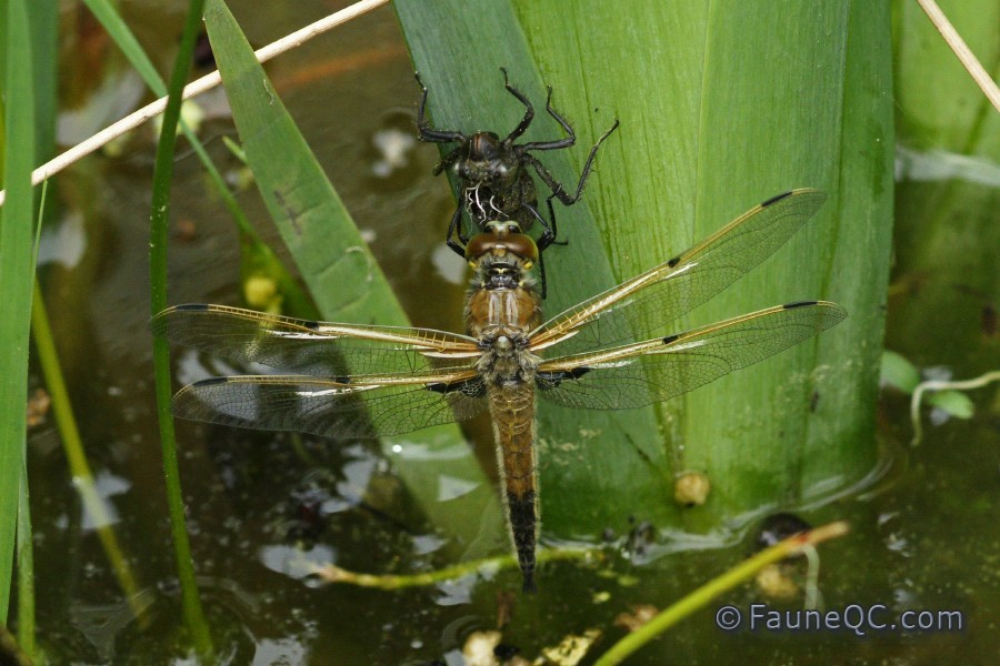Libellule à quatre taches
