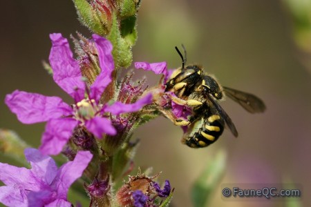 Abeille solitaire