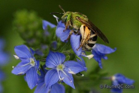 Abeille solitaire