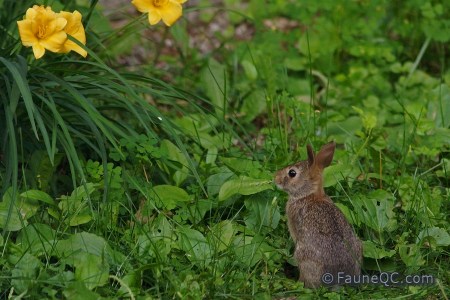 Lapin à queue blanche