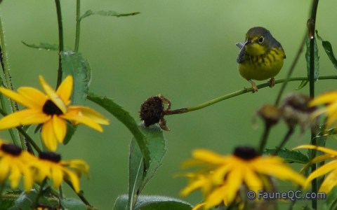 Paruline du Canada (mâle)