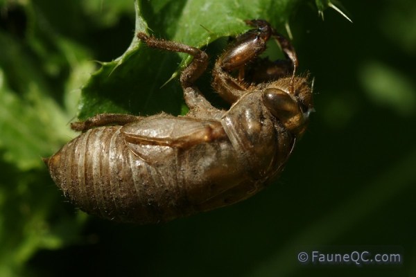 Cigale caniculaire (exuvie)