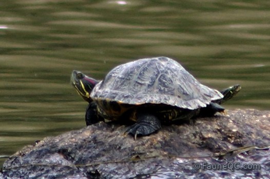 Tortue à oreille rouge