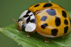 faune_diapo_categ_14