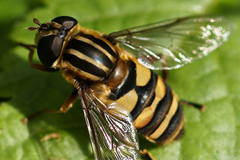 faune_diapo_categ_12