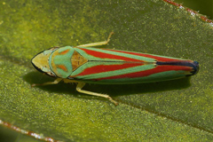 faune_diapo_categ_11