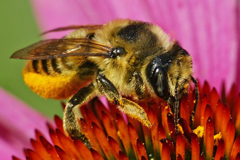 faune_diapo_categ_15