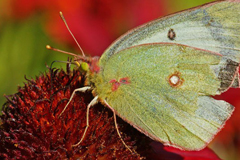 faune_diapo_categ_16