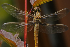 faune_diapo_categ_17