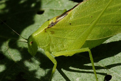 faune_diapo_categ_18