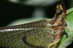 faune_diapo_categ_19