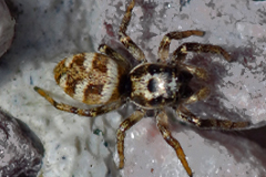 faune_diapo_categ_20