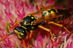 faune_diapo_categ_23