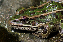 faune_diapo_categ_30