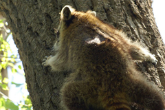 faune_diapo_categ_40