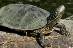 faune_diapo_categ_50