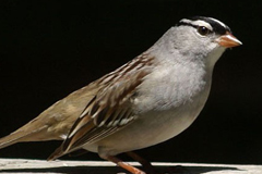 faune_diapo_categ_60