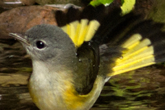 faune_diapo_categ_65