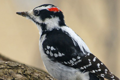 faune_diapo_categ_70