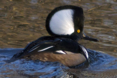 faune_diapo_categ_75