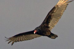 Urubu à tête rouge (vautour)