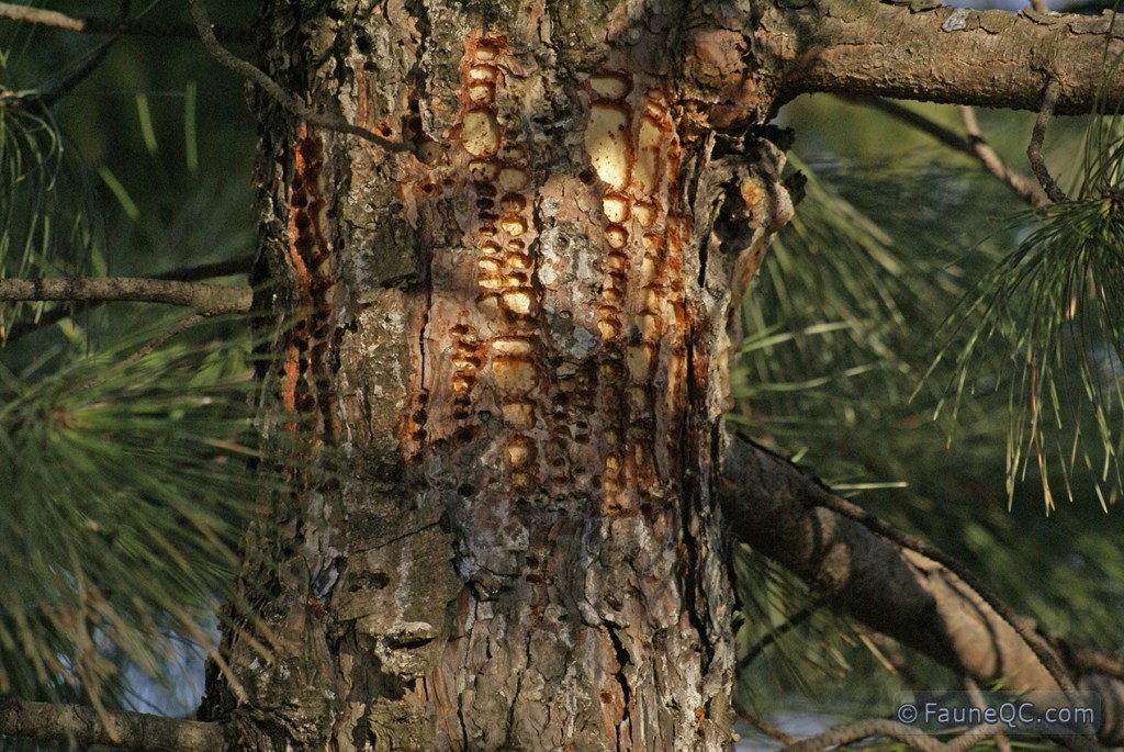 Pic maculé (pin rouge)