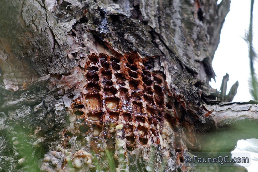 Pic maculé (pin rouge)