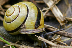 FAUNE_DIAPO_CATEG_55